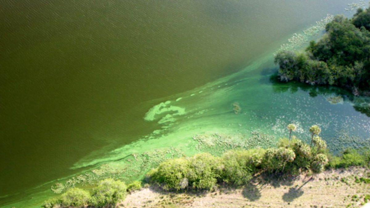 Algas-tóxicas-se-pueden-apreciar-en-color-verdoso-en-las-playas-cortesía.jpg