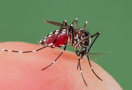 mosquito-aedes-albopictus.jpg