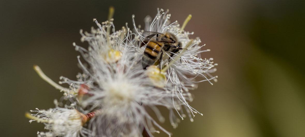 abejas-ONU-ambiente.jpg