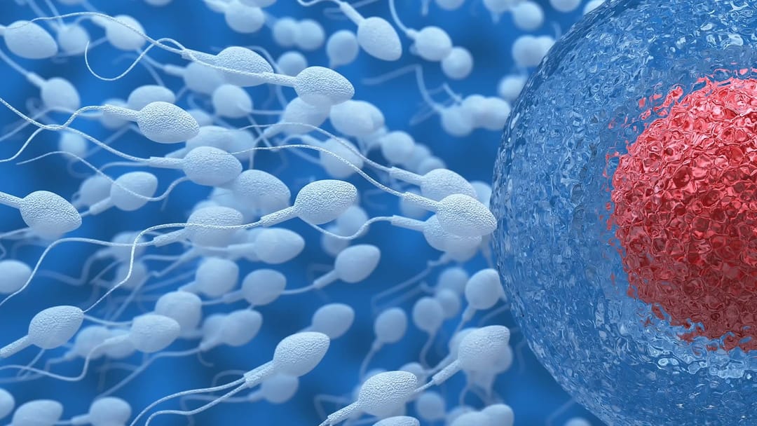 espermatozoides-ovulo.jpg