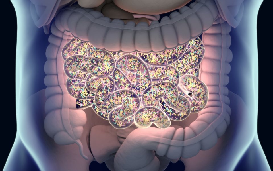 El_papel_del_microbioma_intestinal.jpg