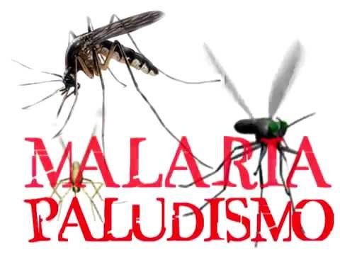 malariaopaludismo.jpg