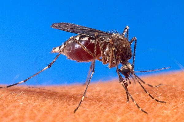 fallecidos dengue